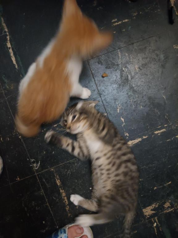 ET's Litter photo 5