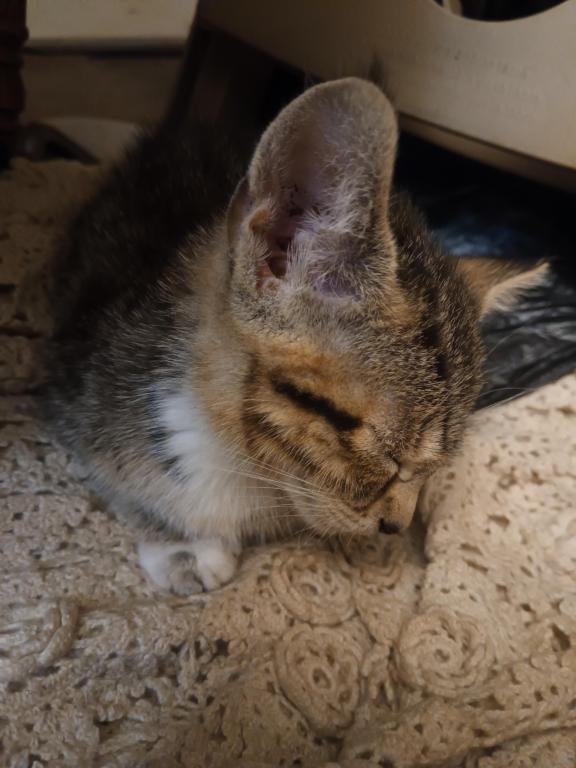 ET's Litter photo 3