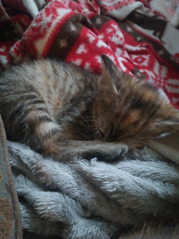 ET's Litter photo 11