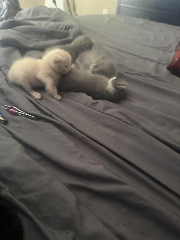 Adays Cats photo 1