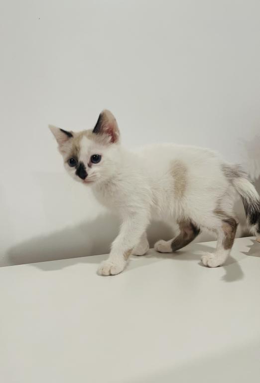 Kitty photo 4
