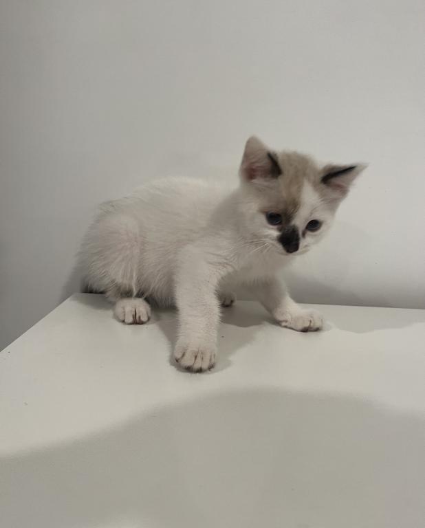 Kitty photo 2