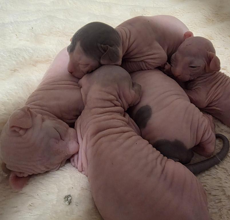 Willows Babies