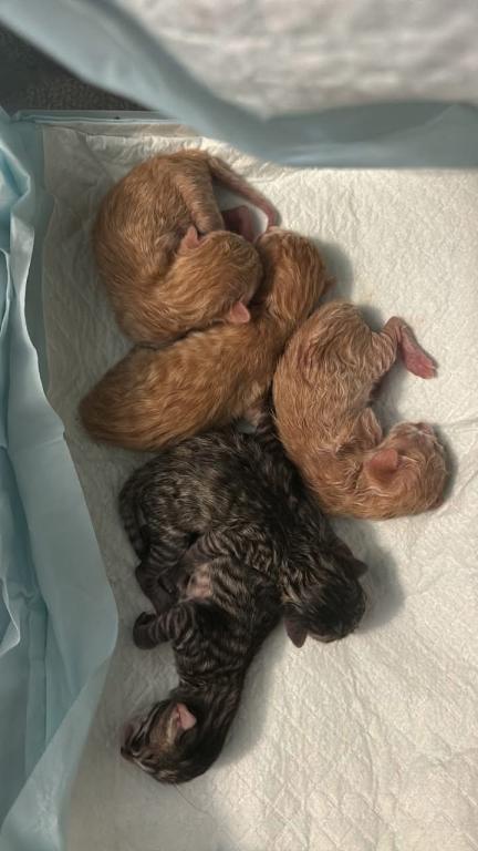 Five Kittens For Sale