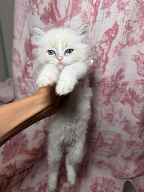 Holly's Litter photo 3
