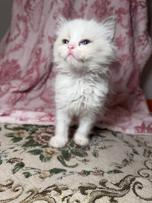 Holly's Litter photo 1