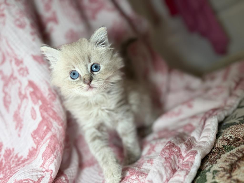 Holly's Litter photo 4
