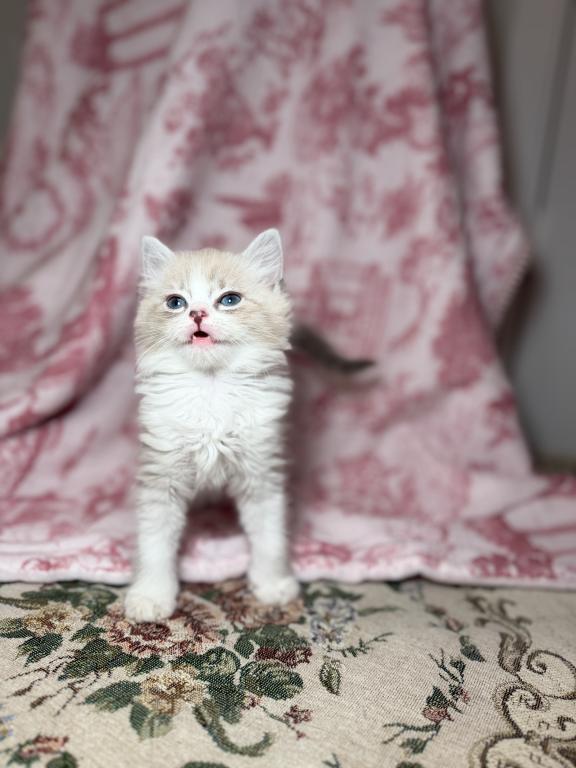 Holly's Litter photo 2