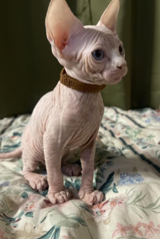 Mortal Sphynx photo 1
