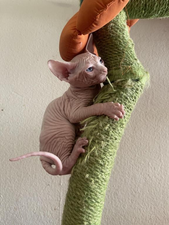 Mortal Sphynx photo 2