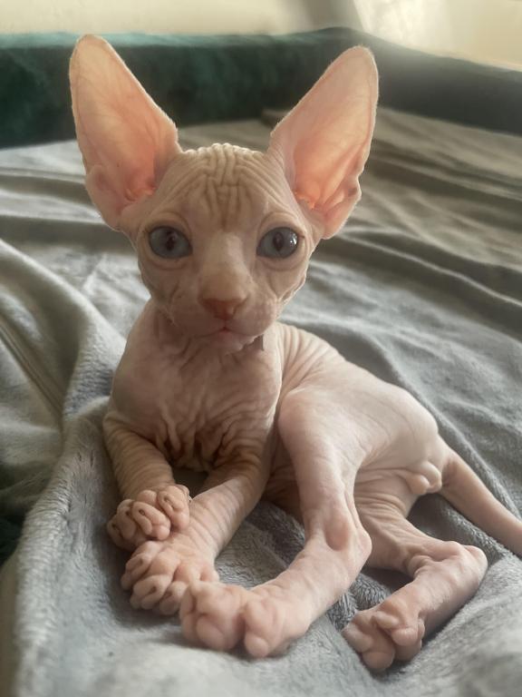 Mortal Sphynx photo 3