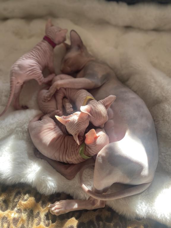 Mortal Sphynx photo 4