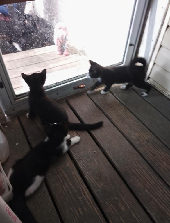 Shiloh And Moose And Mickey