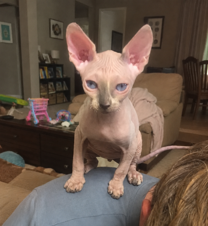 Male Sphynx Kitten