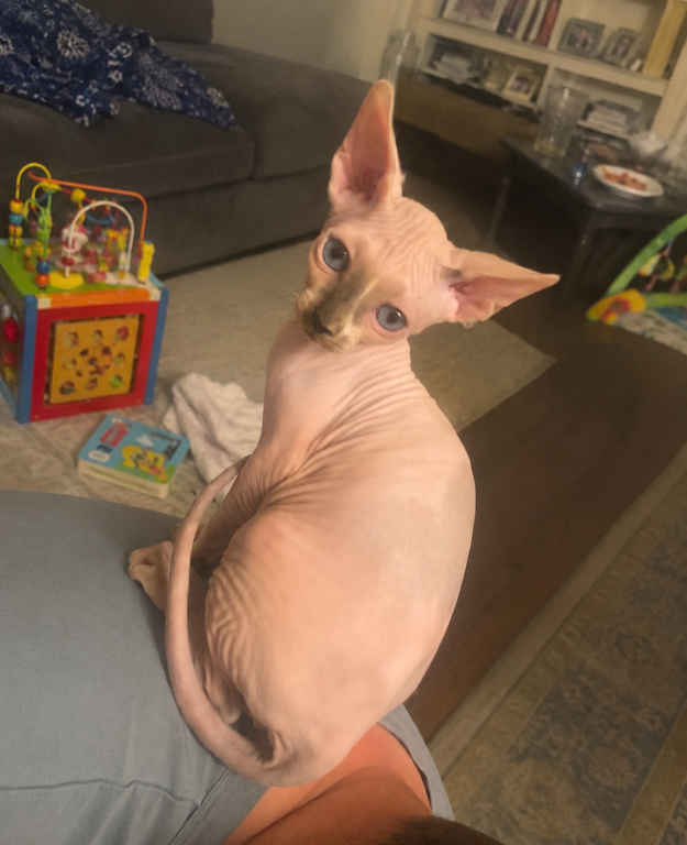 Male Sphynx Kitten photo 2