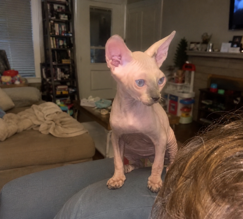 Male Sphynx Kitten photo 3