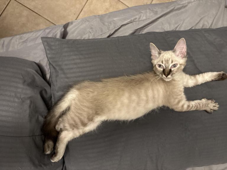 Gray And Patches