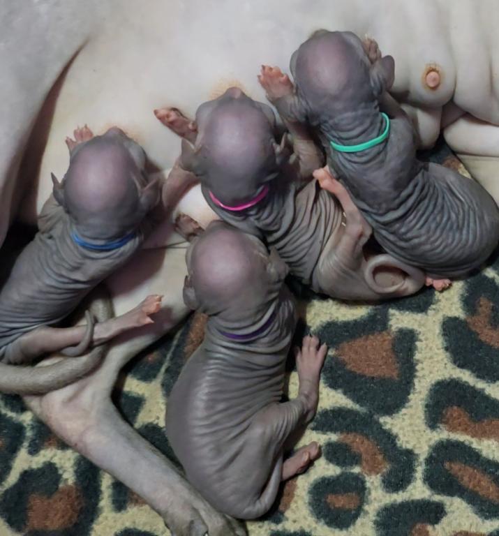 Black Or Blue Sphynx photo 1