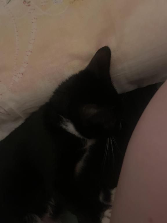 Nugget
