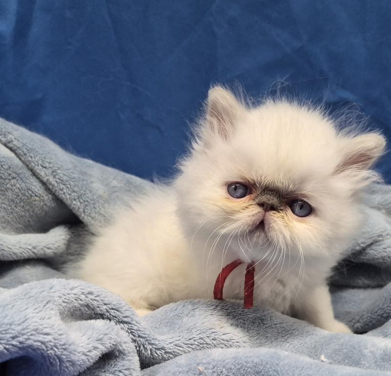 Lilac Point Himalayan Boy