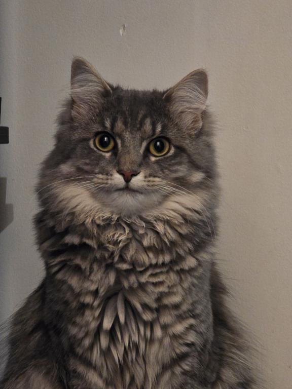 Cinder photo 5