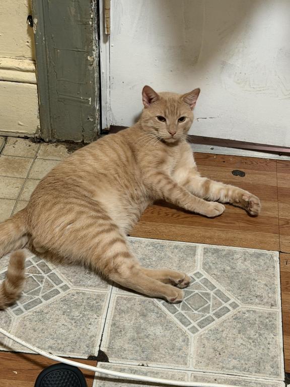 Garfield