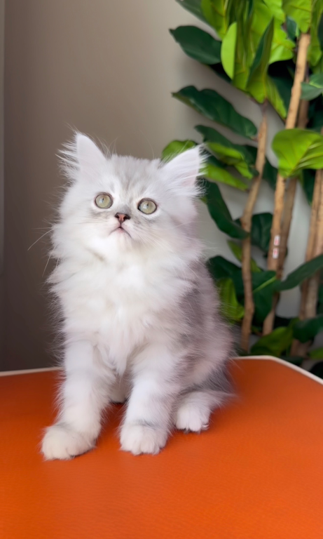 Dollface Persians photo 3