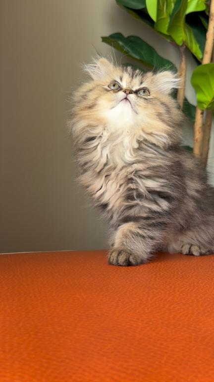 Dollface Persians photo 2