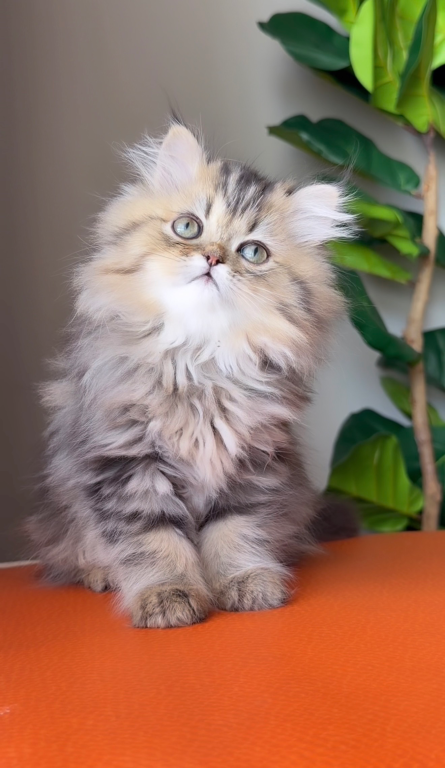 Dollface Persians photo 4