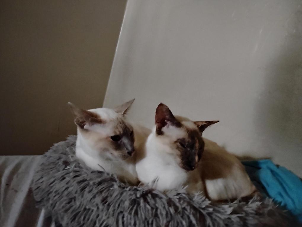 Luna & Diamond photo 3