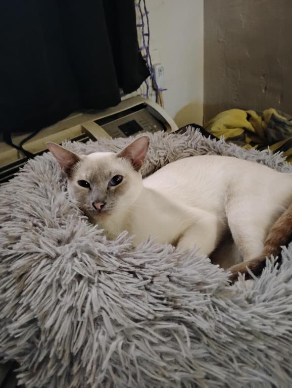 Luna & Diamond photo 2