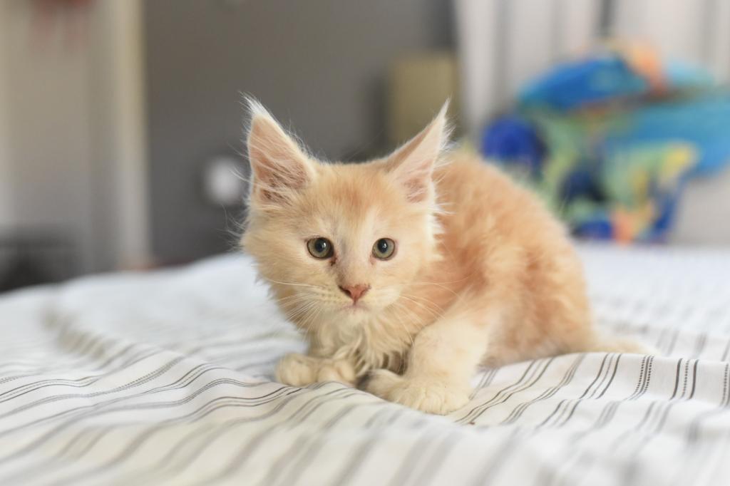 Ginger Poly Maine Coon Boy