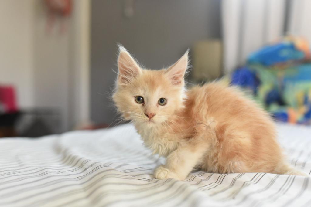Ginger Poly Maine Coon Boy photo 3