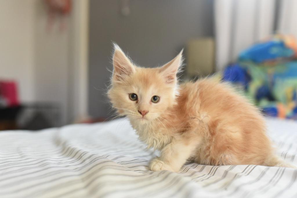 Ginger Poly Maine Coon Boy photo 2