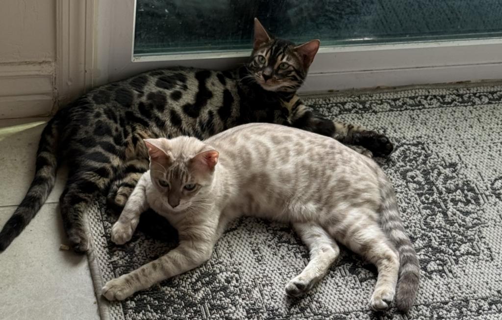 Selenas Litter photo 2