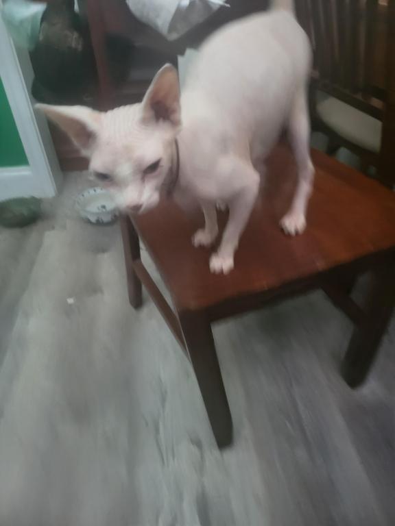 Kitty photo 6