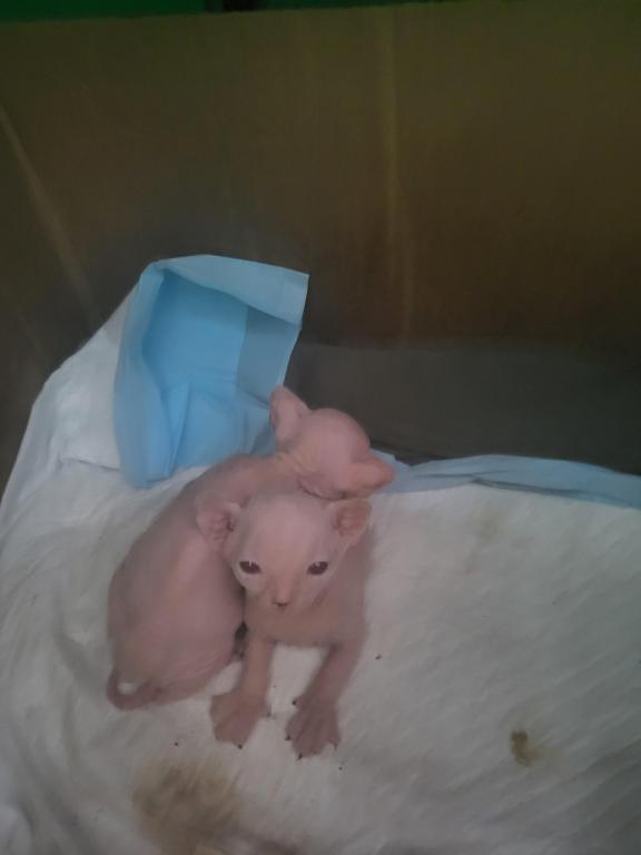 Kitty photo 12