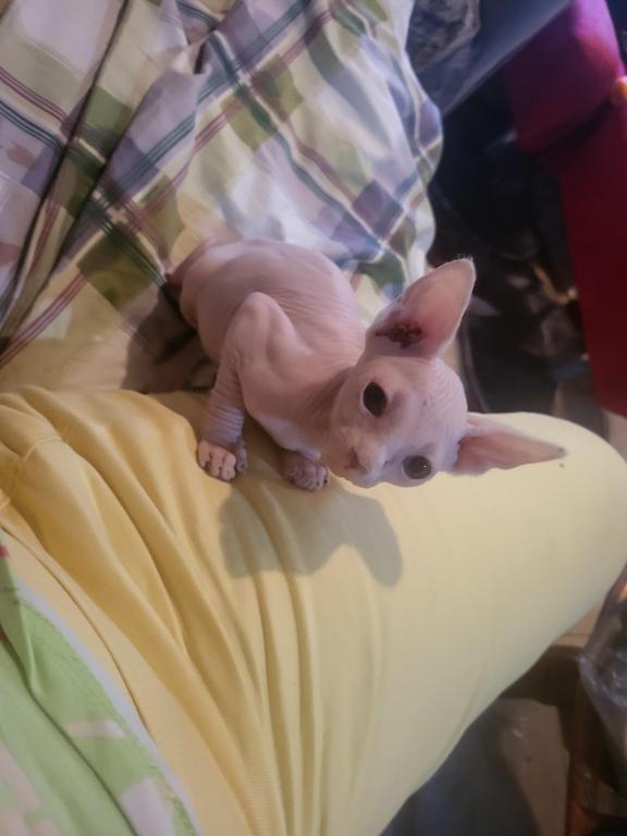 Kitty photo 9