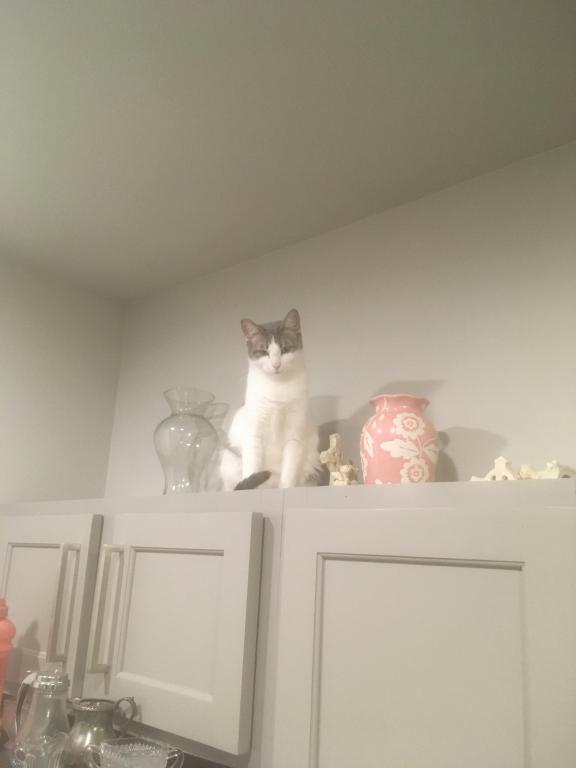 Greycie photo 12