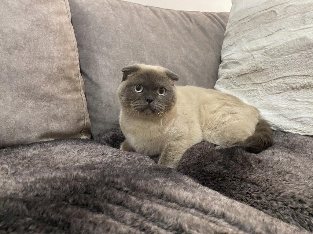 Scottish Fold photo 3