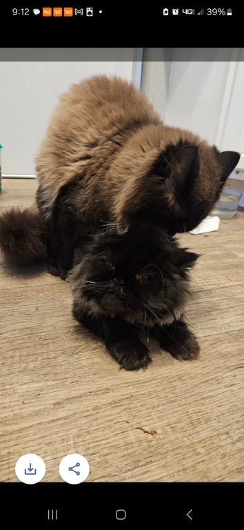 Moose photo 2