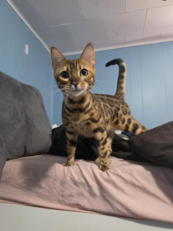 Simba photo 1