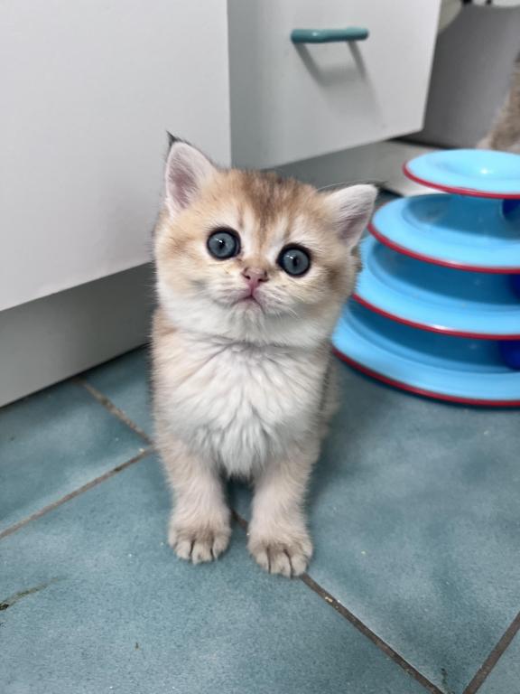Golden British Shorthair Kitten Turquoise Eyes photo 2