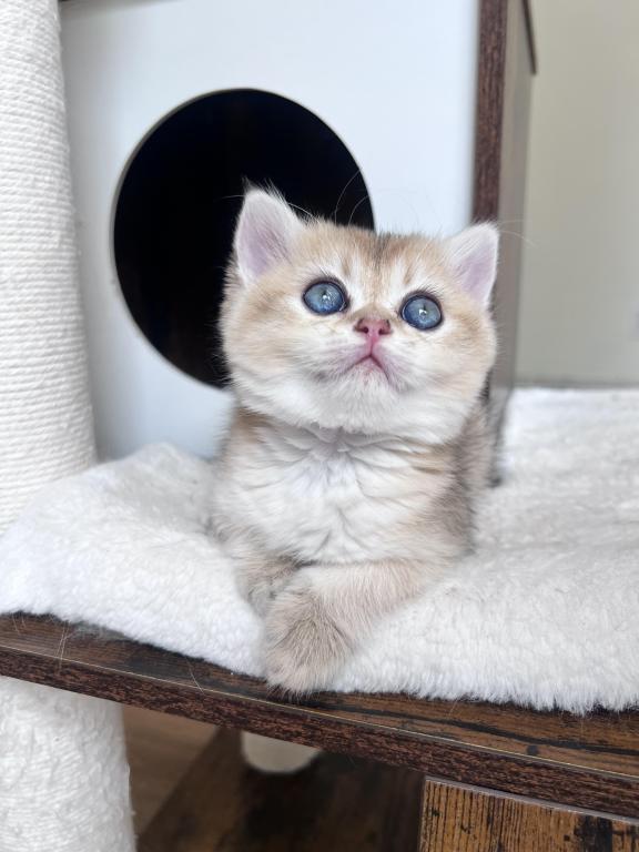 Golden British Shorthair Kitten Turquoise Eyes photo 4
