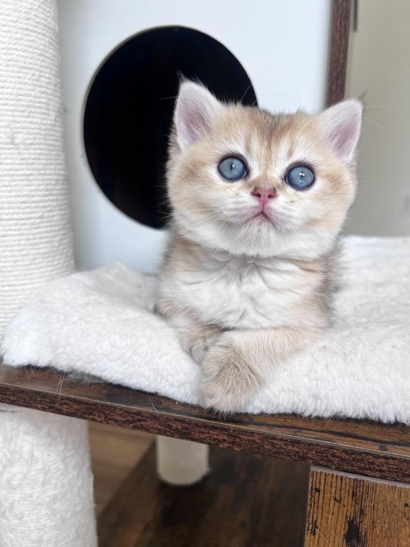 Golden British Shorthair Kitten Turquoise Eyes photo 8