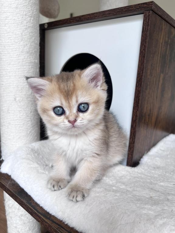 Golden British Shorthair Kitten Turquoise Eyes photo 3