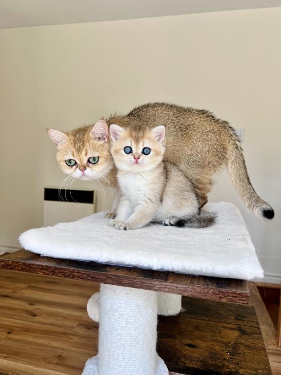 Golden British Shorthair Kitten Turquoise Eyes photo 7