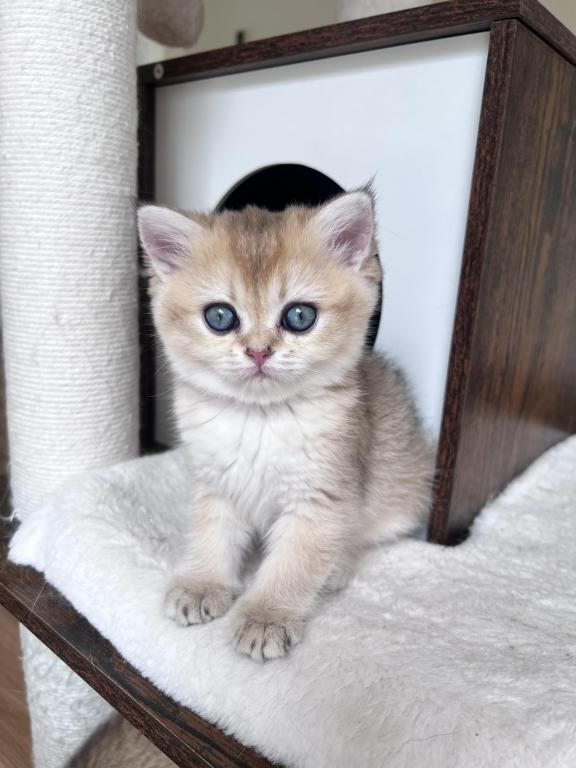 Golden British Shorthair Kitten Turquoise Eyes photo 6