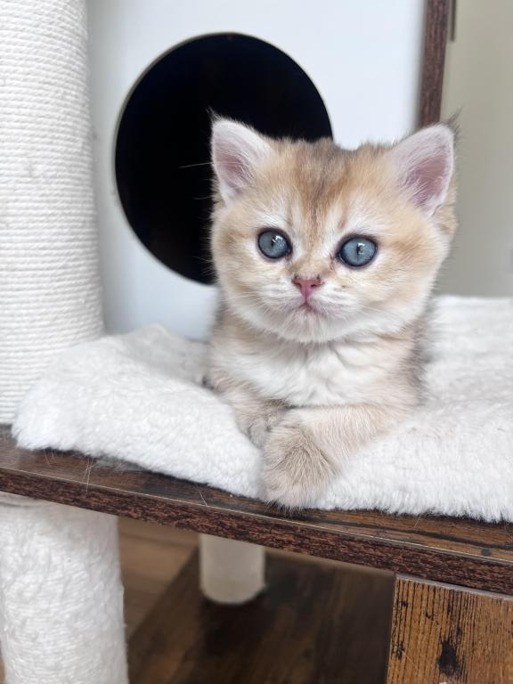 Golden British Shorthair Kitten Turquoise Eyes photo 5