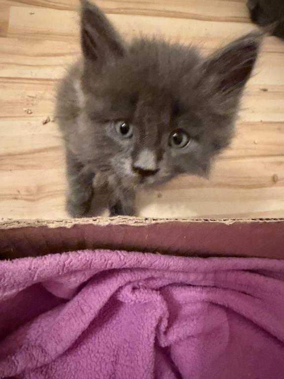 Odin photo 4